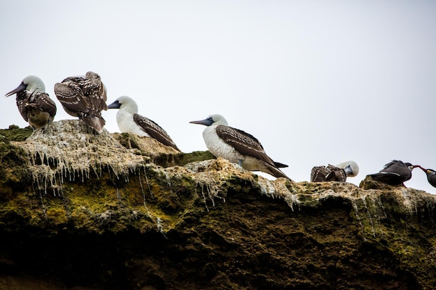 Oiseaux de mer aquatiques au PérouCôte d'Amérique du Sud à la réserve nationale de Paracas Galapagos péruviennes Îles BallestasCes oiseaux chasseurs de poissons et de crustacés