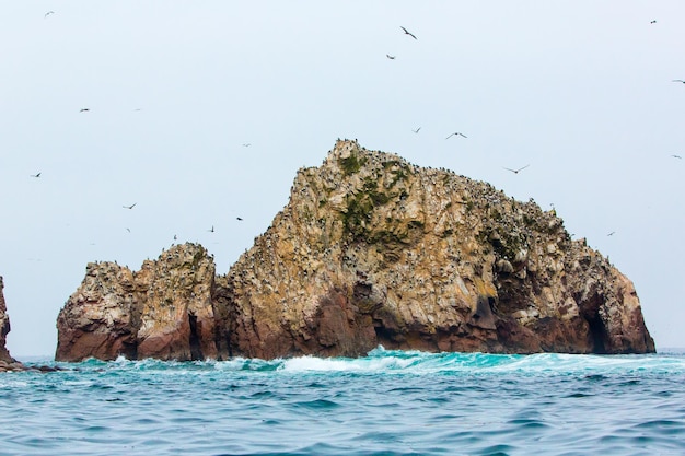 Oiseaux de mer aquatiques au PérouCôte d'Amérique du Sud à la réserve nationale de Paracas Galapagos péruviennes Îles BallestasCes oiseaux chasseurs de poissons et de crustacés