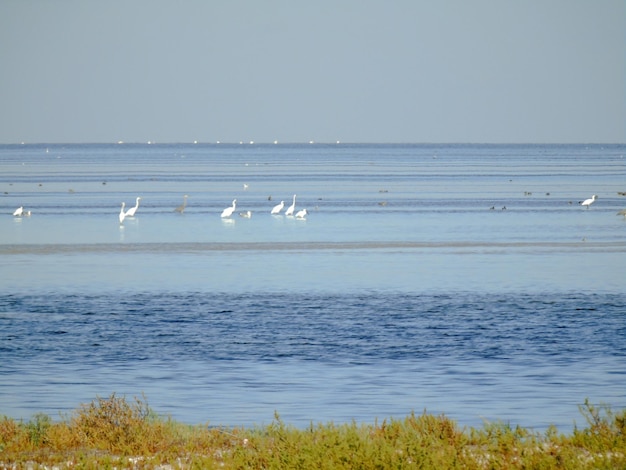 Des oiseaux de mer blancs marchent près du rivage sur l'eau Le ciel et la mer sont de différentes nuances de bleu