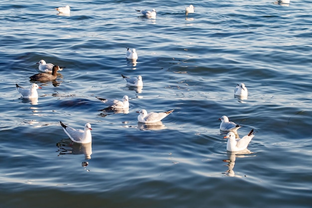 Les oiseaux de mer mouettes nagent à la surface des vagues d'eau en mer