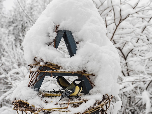 Oiseaux mignons et beaux dans une mangeoire en osier