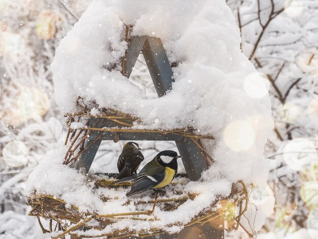 Oiseaux mignons et beaux dans une mangeoire en osier