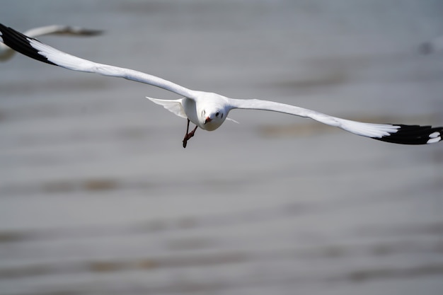 Les oiseaux de mouette sur la plage et la forêt de mangrove en Thaïlande.