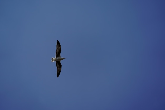 Les oiseaux de mouette sur la plage et la forêt de mangrove en Thaïlande.