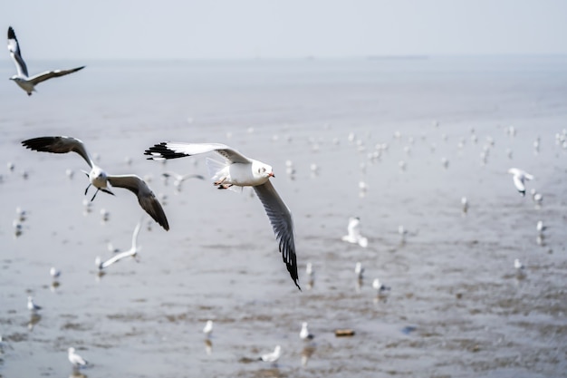 Photo les oiseaux de mouette sur la plage et la forêt de mangrove en thaïlande.