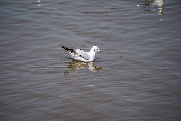 Les oiseaux de mouette sur la plage et la forêt de mangrove en Thaïlande.