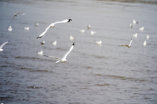 Les oiseaux de mouette sur la plage et la forêt de mangrove en Thaïlande.