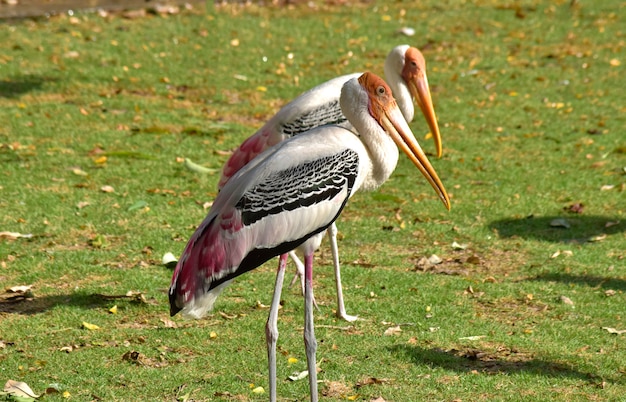 Les oiseaux de Mycteria leucocephala vivent ensemble dans un troupeau tout en se relaxant.