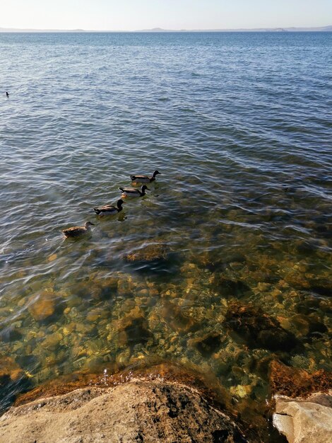 Photo les oiseaux nagent dans la mer