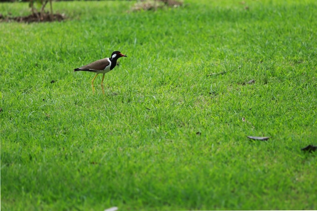 Les oiseaux et la nature sont magnifiques.