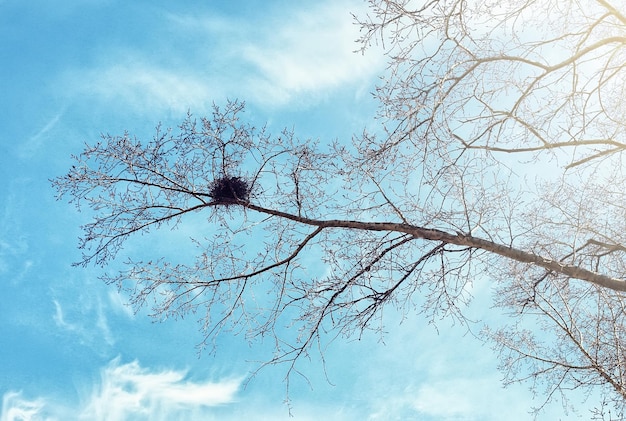 Les oiseaux nichent contre le ciel sur l'arbre nu