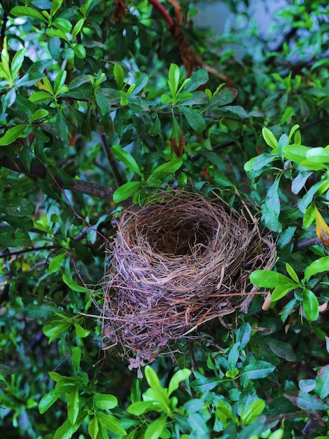 Photo les oiseaux nichent dans les arbres.