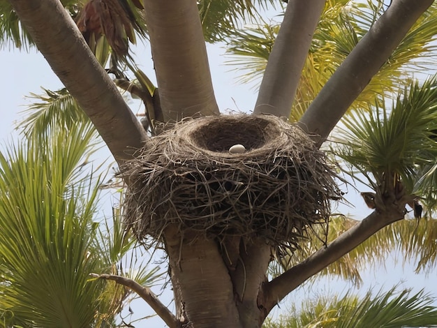 Les oiseaux nichent dans le palmier