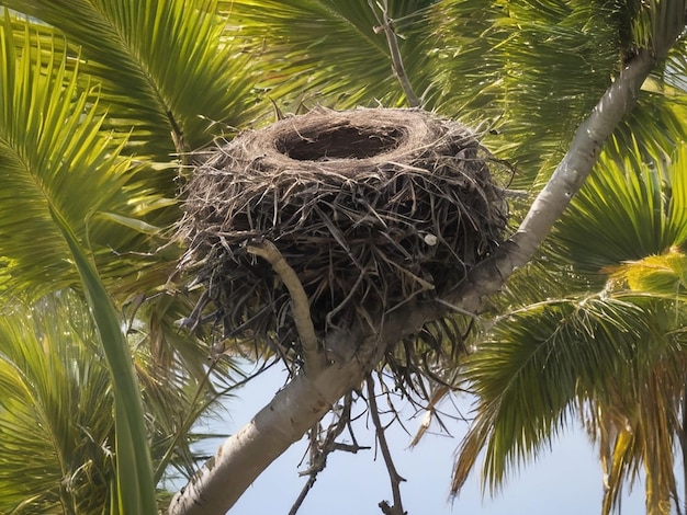Les oiseaux nichent dans le palmier