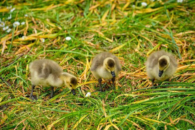 Photo oiseaux de l'oie du canada