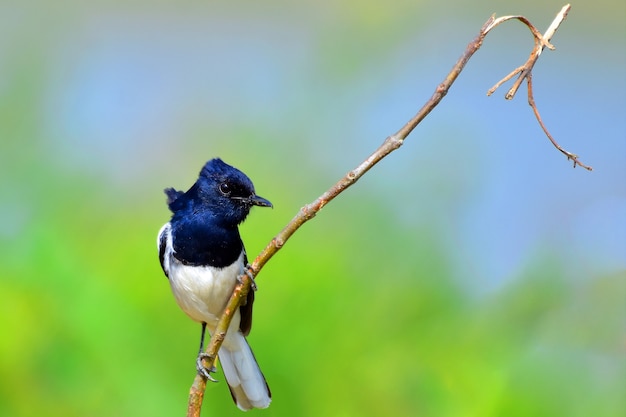 Les oiseaux orientaux pie-robin sur les branches des arbres