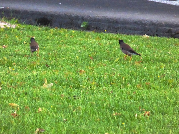 Oiseaux sur la pelouse verte