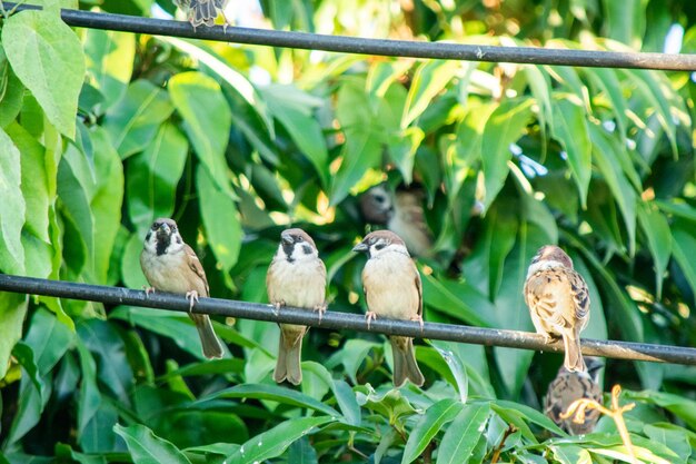 Photo des oiseaux perchés sur un arbre