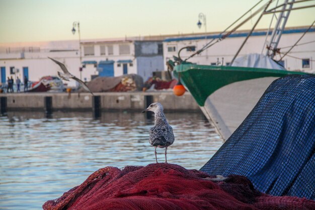 Photo oiseaux perchés au port