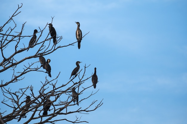 Oiseaux perchés sur les branches d&#39;arbres avec fond de ciel bleu