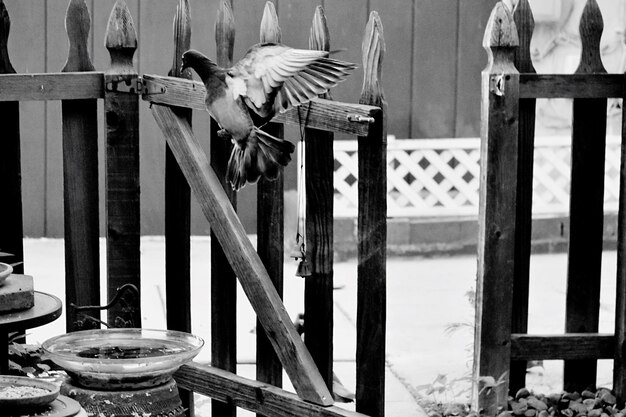 Photo des oiseaux perchés sur une clôture métallique