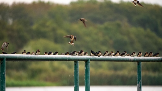 Photo des oiseaux perchés sur une clôture