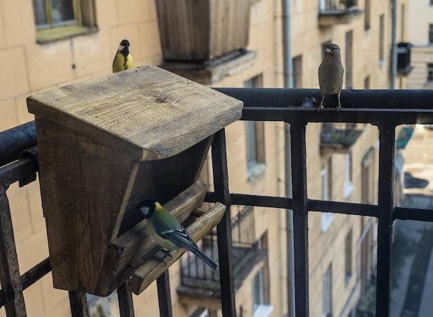 Photo des oiseaux perchés sur du bois