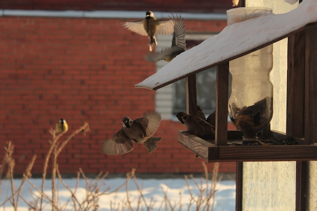 Des oiseaux perchés à l'extérieur