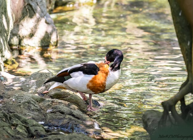 Photo des oiseaux perchés sur un lac