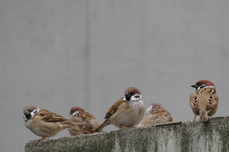 Photo des oiseaux perchés sur le mur