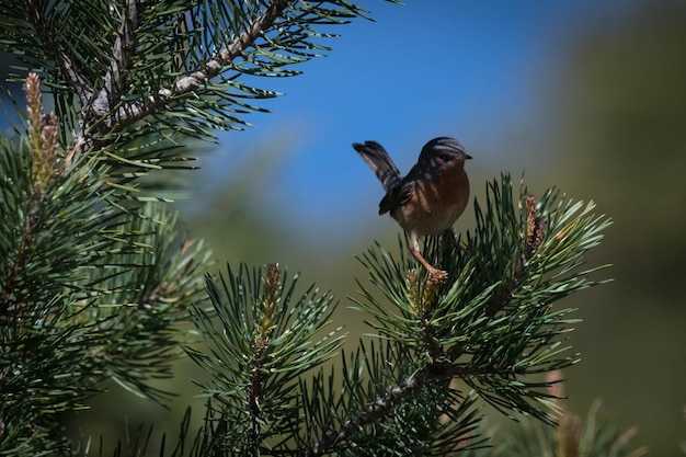 Photo des oiseaux perchés sur un pin