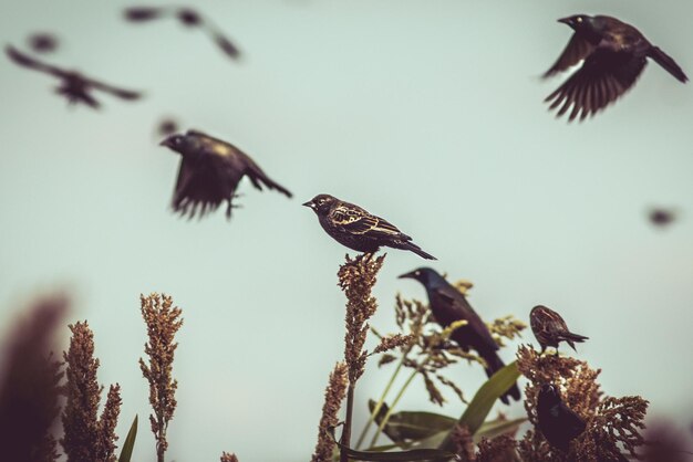 Photo des oiseaux perchés sur des plantes contre le ciel