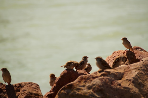 Photo des oiseaux perchés sur des rochers