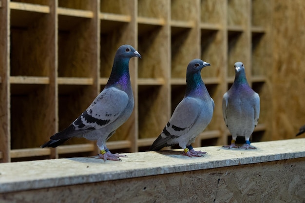 Oiseaux Pigeon debout avec des amis. Pigeons assis. Pigeons isolés. Portrait d'oiseaux