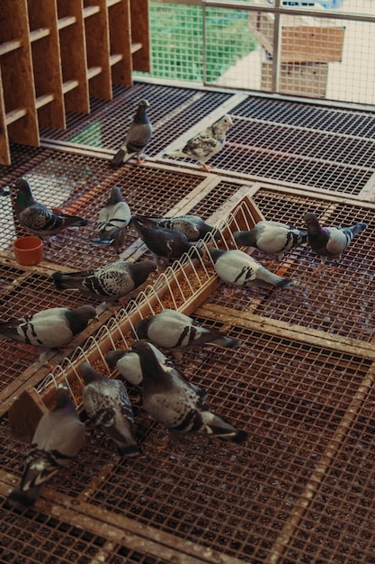 Oiseaux Pigeon debout avec des amis. Pigeons assis. Pigeons isolés. Portrait d'oiseaux