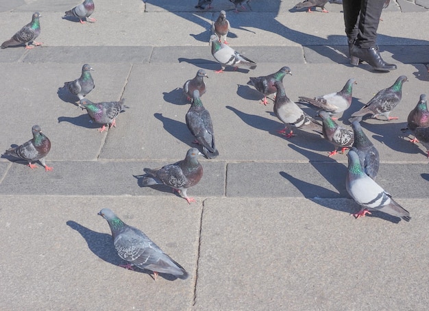 Oiseaux pigeon sur sol en pierre