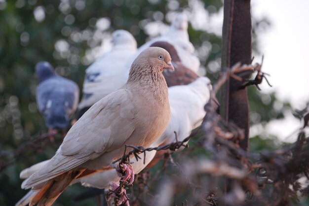 oiseaux pigeons dans la nature l'après-midi