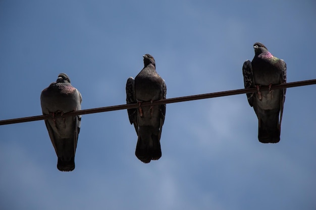 Oiseaux pigeons perchés sur fil avec fond de ciel bleu