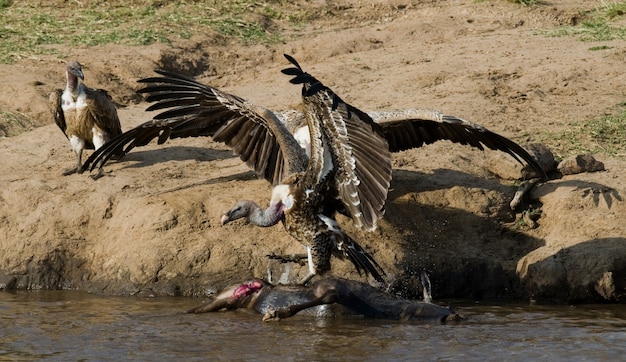 Les oiseaux prédateurs mangent la proie dans la savane Kenya Tanzanie Safari Afrique de l'Est