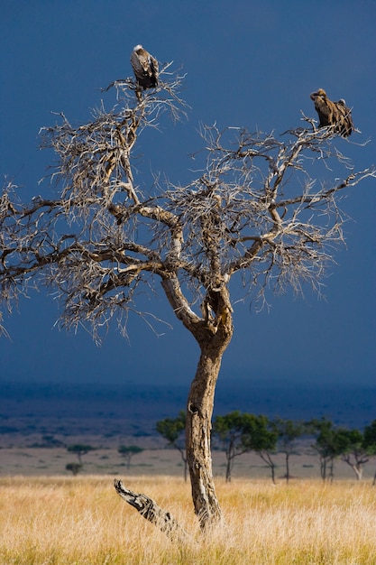 Les oiseaux prédateurs sont assis sur un arbre Kenya Tanzanie Safari Afrique de l'Est