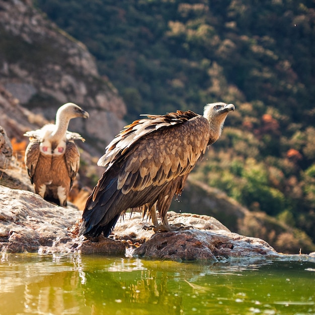 Oiseaux de proie Vautour fauve Gyps fulvus