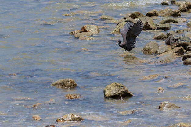 Photo oiseaux qui battent dans la mer.