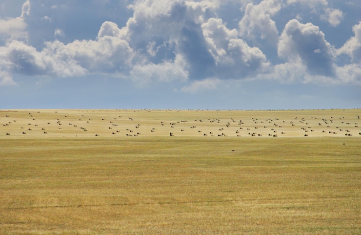 Photo des oiseaux qui paissent dans les champs
