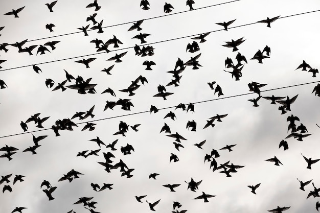 Oiseaux qui volent dans le ciel