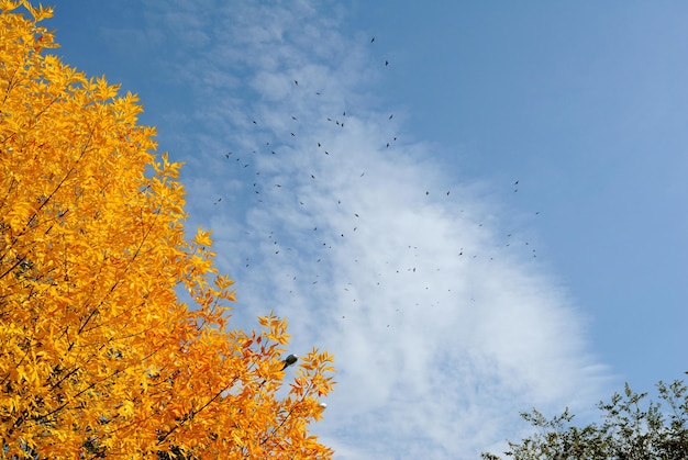 Oiseaux qui volent dans le ciel