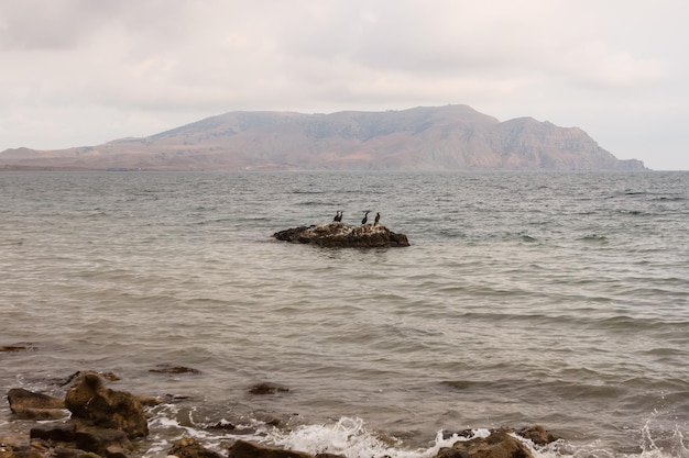 Oiseaux sur un rocher près de la côte de la mer Noire