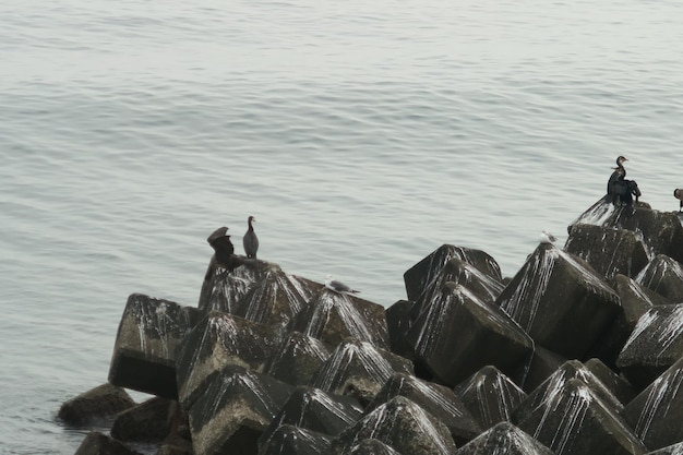 Photo des oiseaux sur des rochers en mer