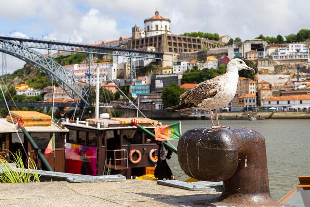 Photo les oiseaux s'arrêteront à l'endroit où les bateaux sont attachés avec en arrière-plan une ville du portugal