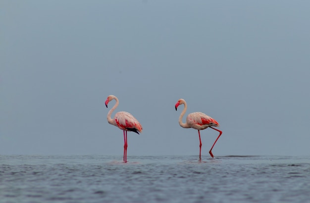 Oiseaux sauvages d'Afrique. Deux oiseaux de flamants roses africains marchant autour du lagon bleu par une journée ensoleillée