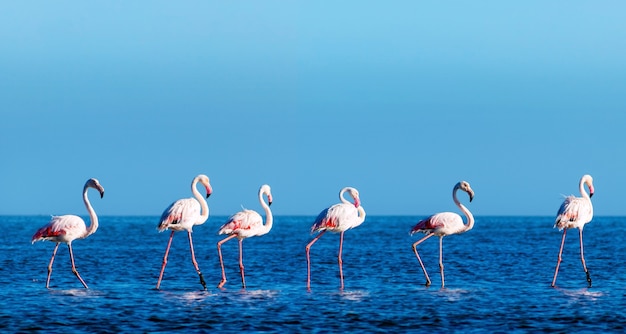 Oiseaux Sauvages D'afrique. Groupe D'oiseaux De Flamants Roses Africains Se Promenant Dans Le Lagon Bleu Par Une Journée Ensoleillée. Namibie